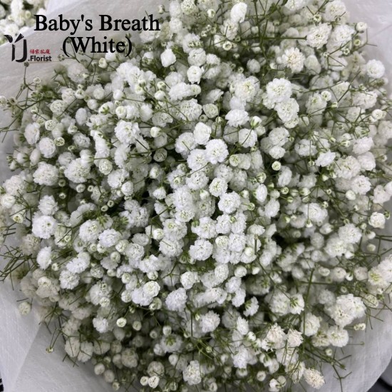 Baby's Breath (White) 